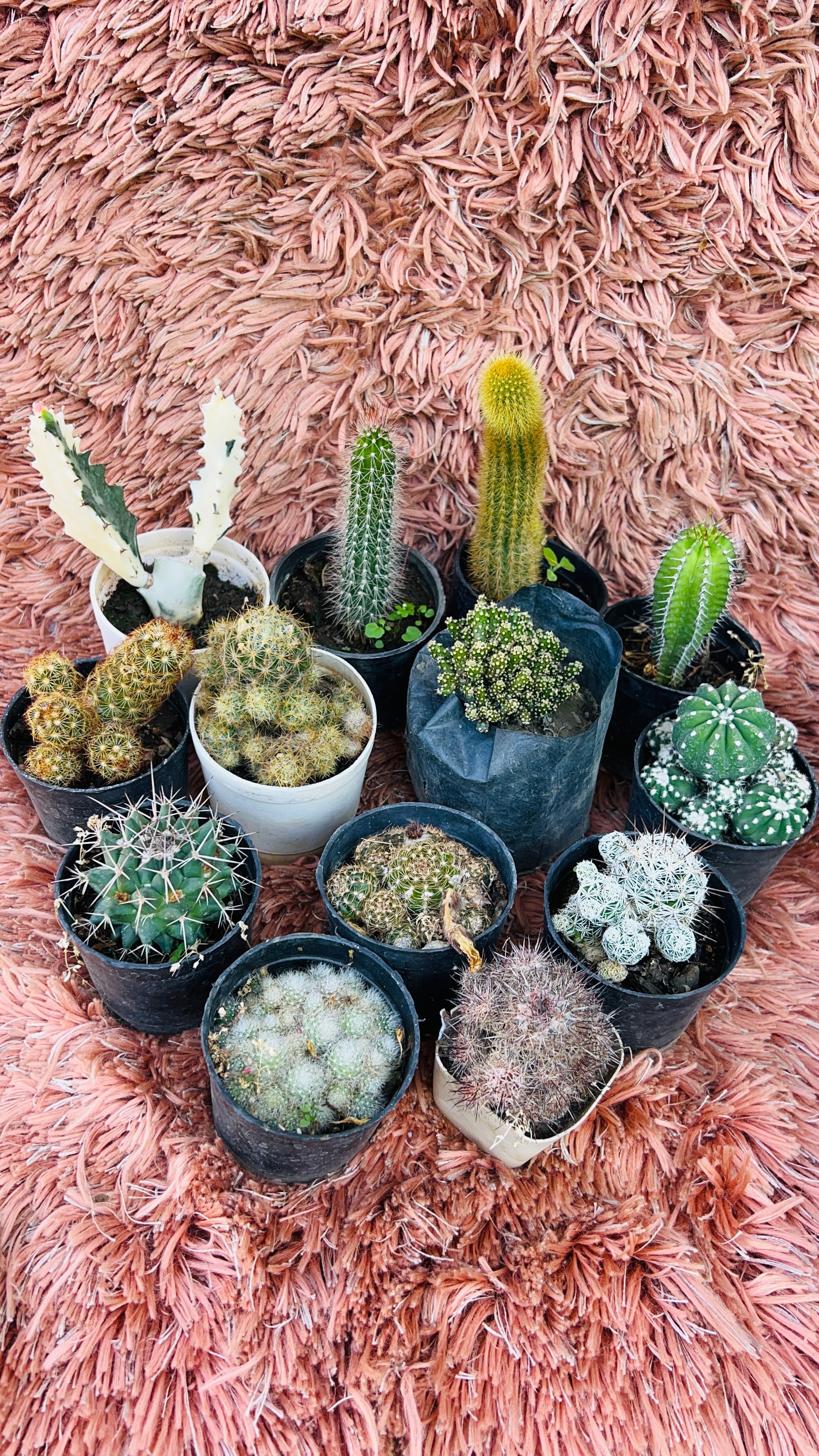 Cactus combo