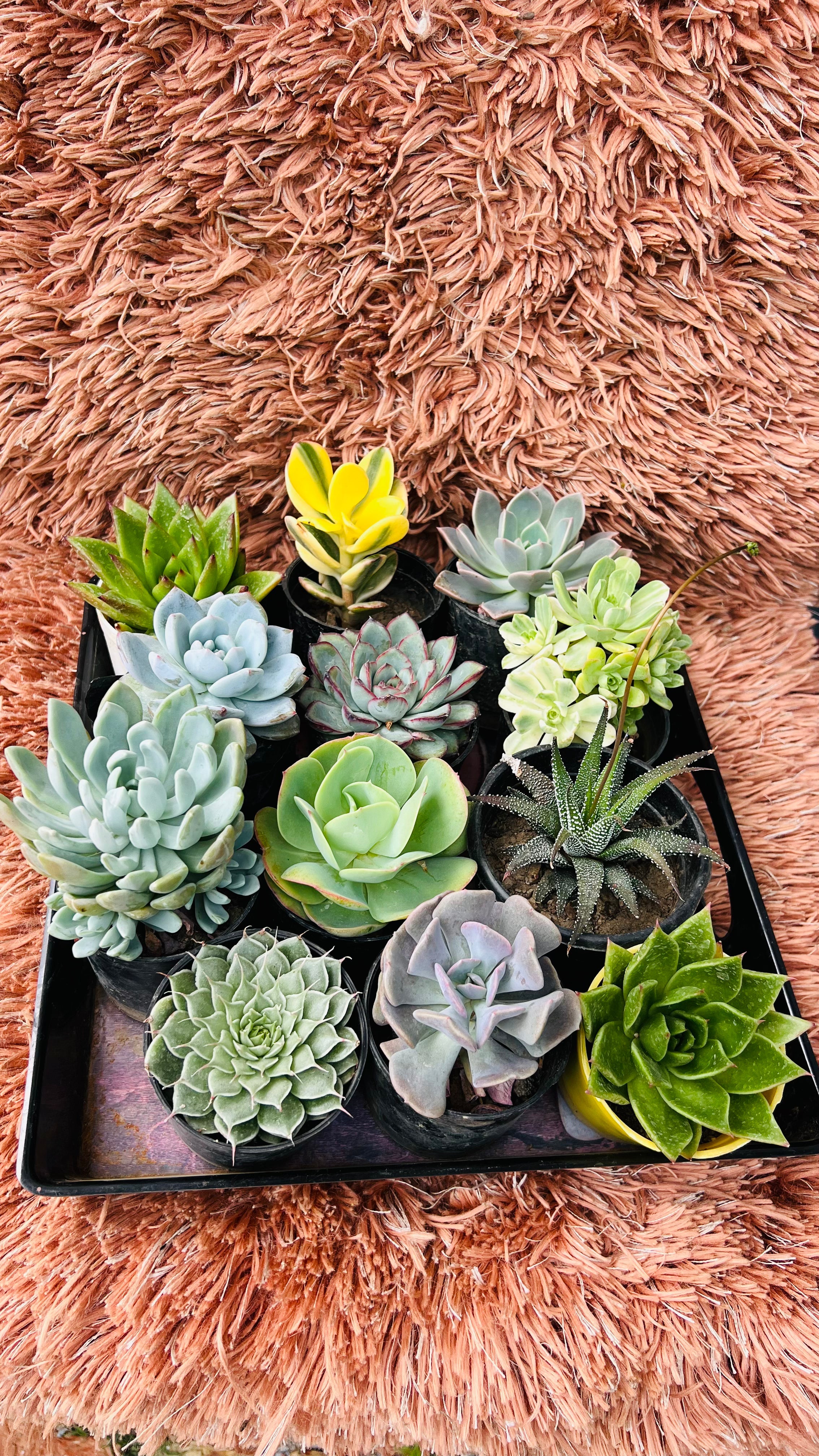 Succulents combos