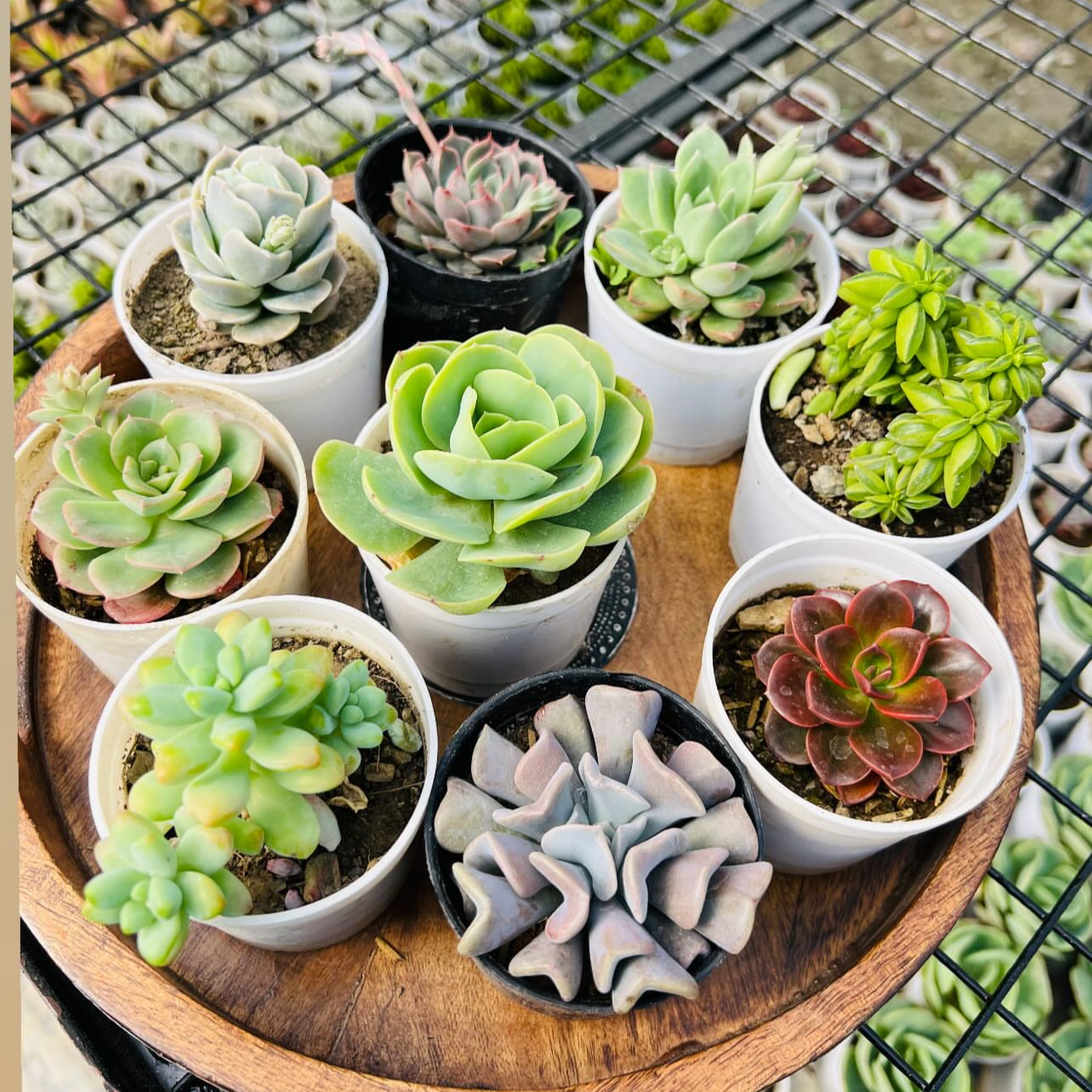 Succulent Combo – 9 Plants (₹1000)