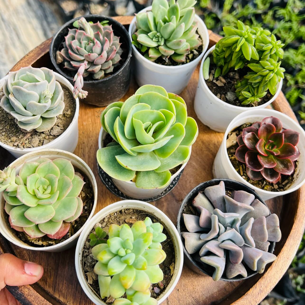 Succulent Combo – 9 Plants (₹1000)