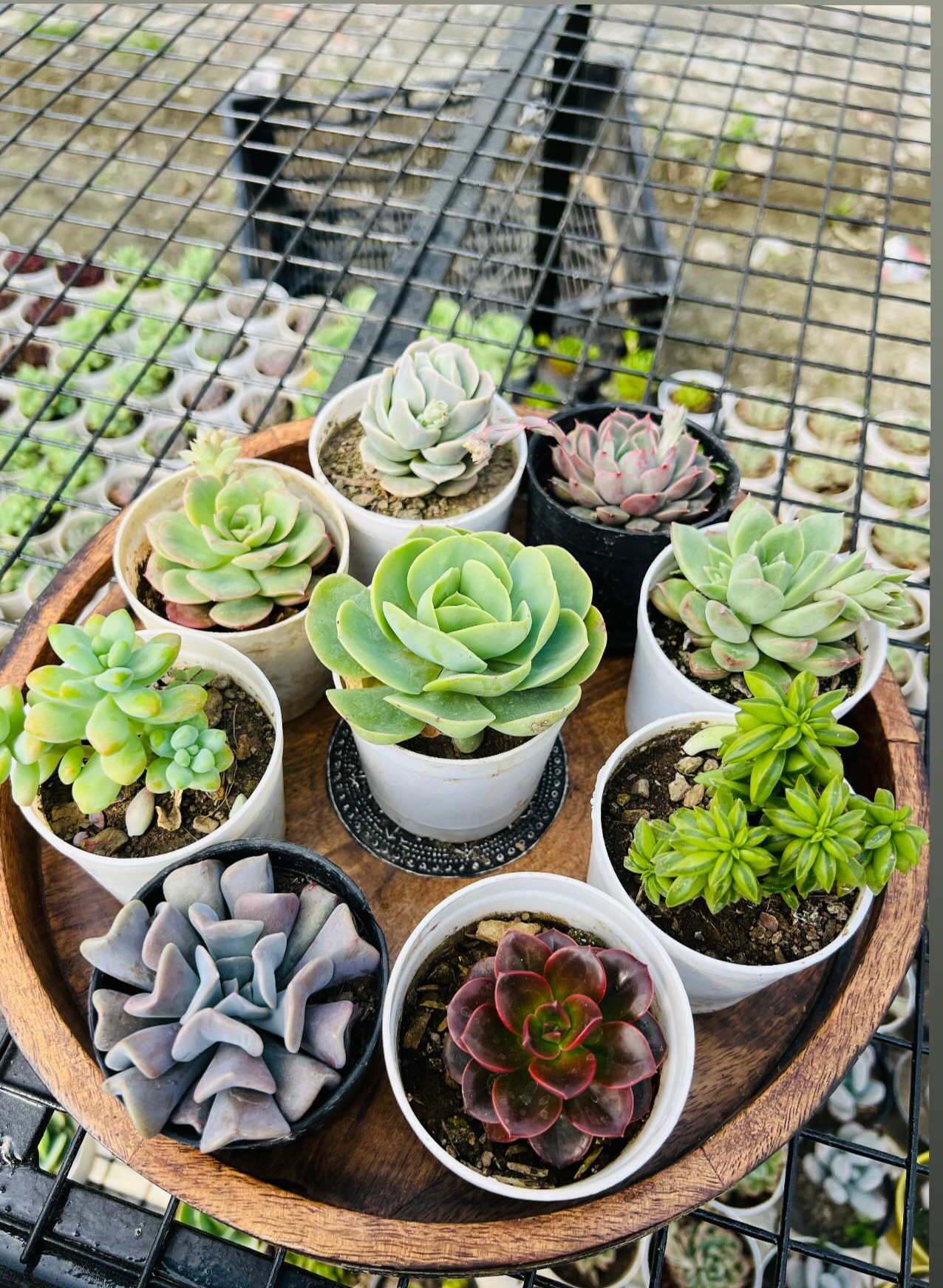 Succulent Combo – 9 Plants (₹1000)