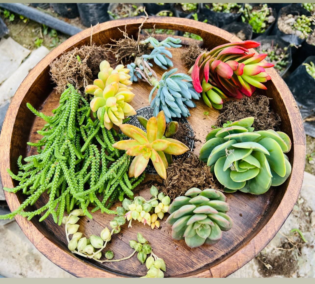 Wooden Tray Succulent Combo – 9 Plants (₹700)