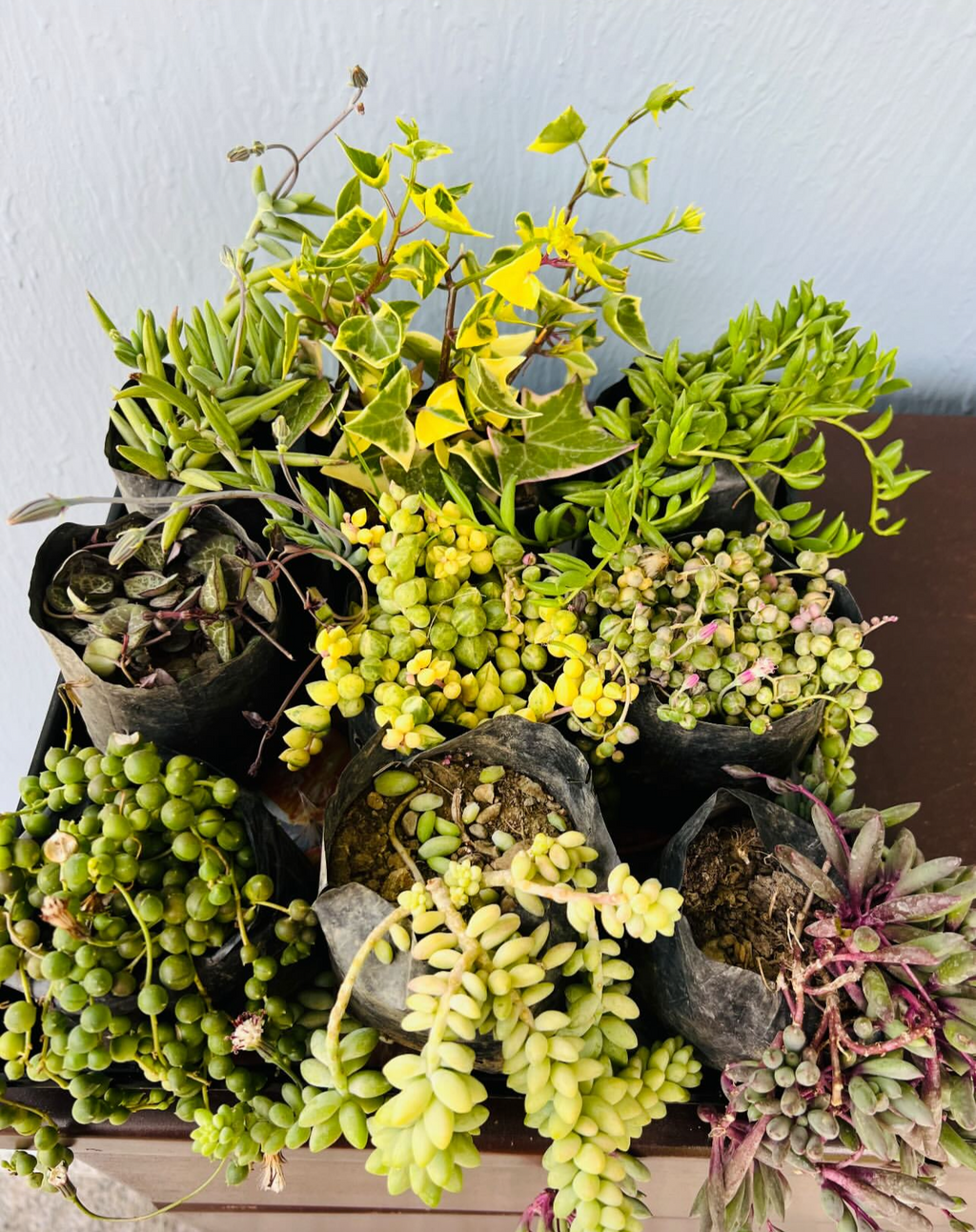 Hanging Succulent Combo – 9 Plants (₹650)