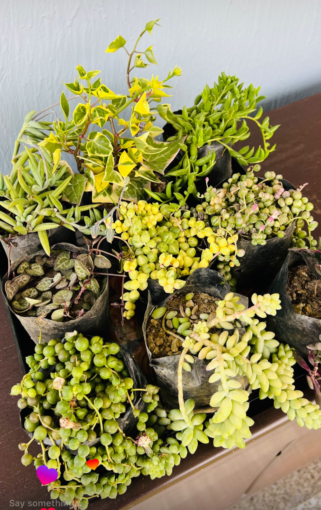 Hanging Succulent Combo – 9 Plants (₹650)