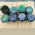 Echeveria Combo – 8 Large Plants (₹800)