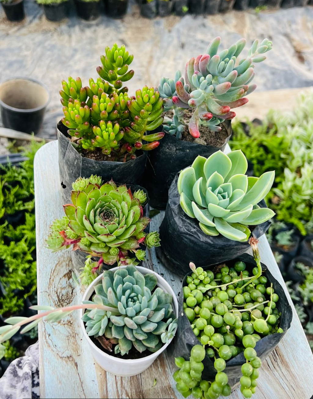 Succulent Combo – 6 Plants with String of Pearls (₹300)