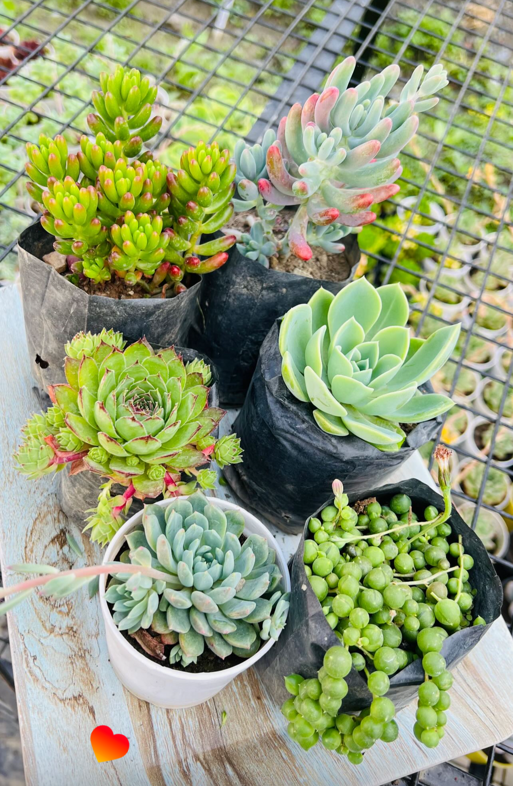 Succulent Combo – 6 Plants with String of Pearls (₹300)