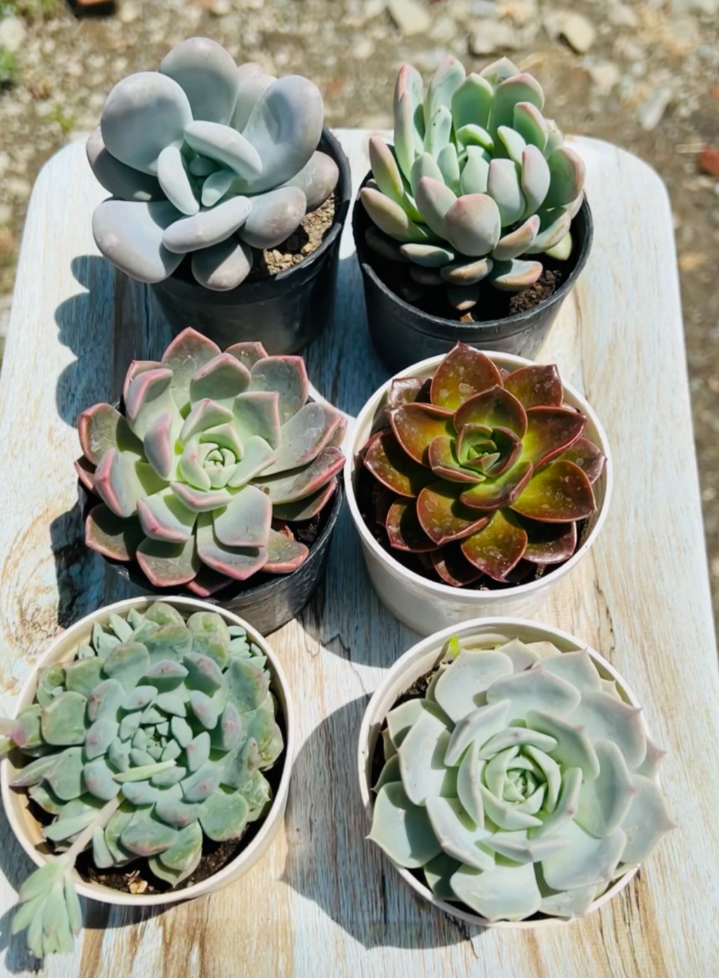 Large Echeveria Combo – 6 Plants (₹400)