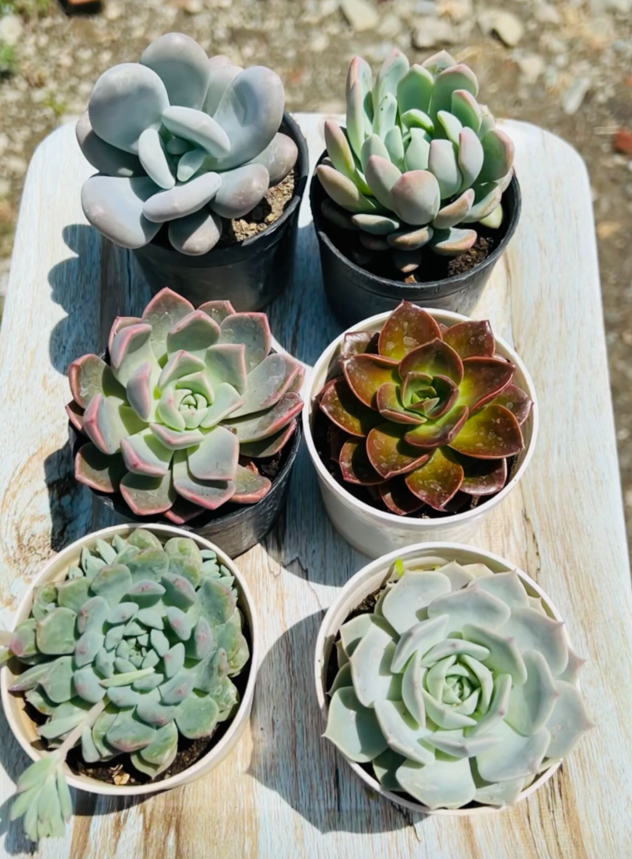Large Echeveria Combo – 6 Plants (₹400)