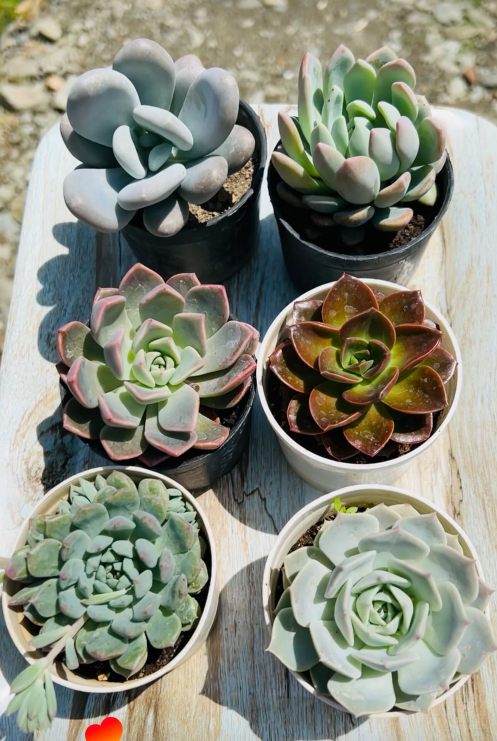 Large Echeveria Combo – 6 Plants (₹400)