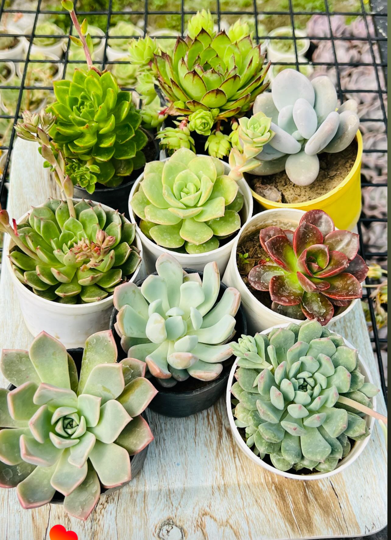 Succulent Combo – 9 Plants (₹650)