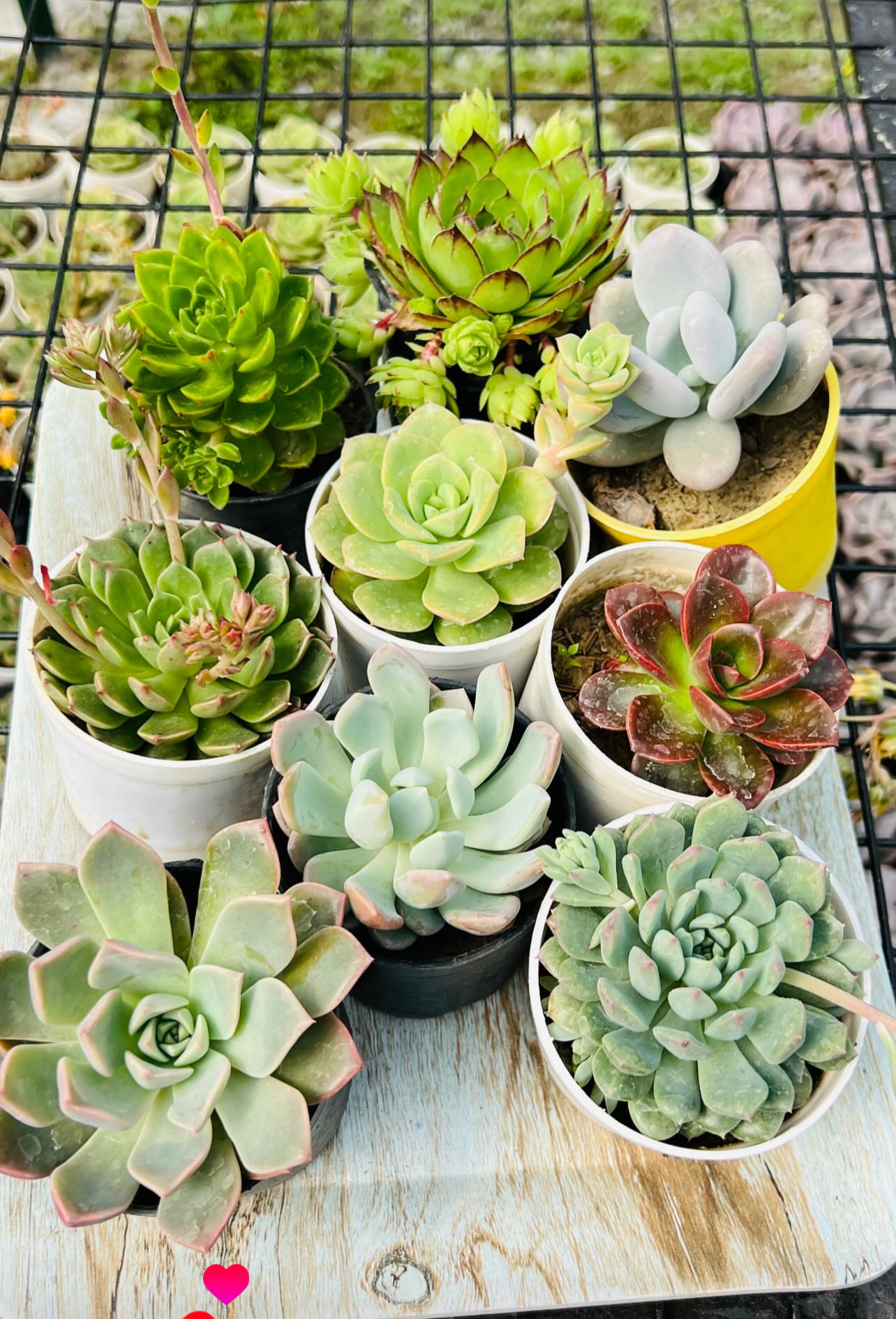Succulent Combo – 9 Plants (₹650)