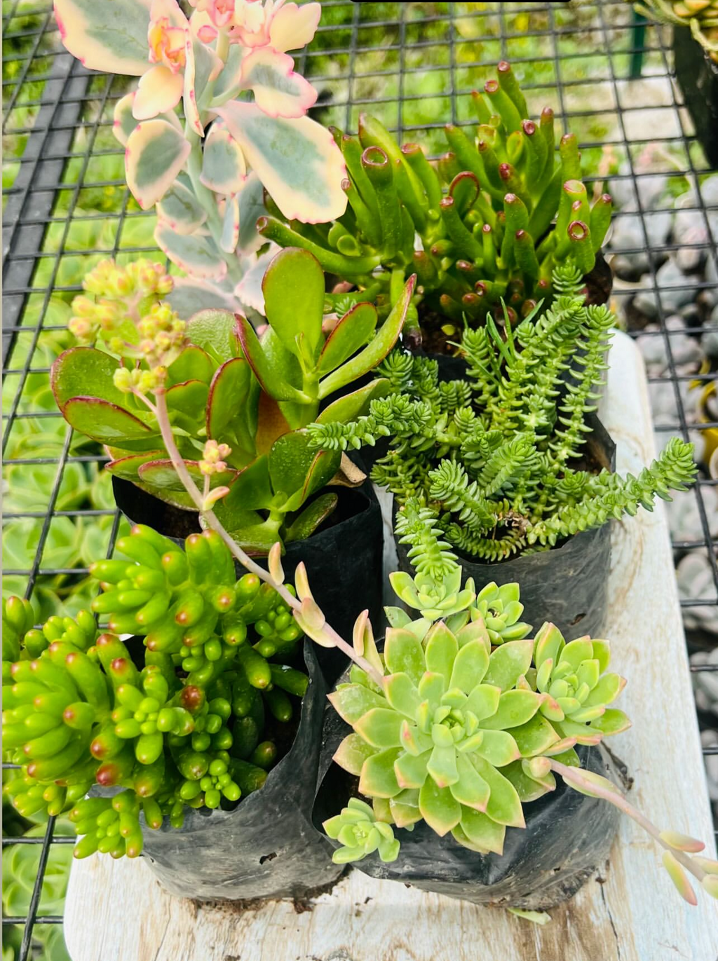 Succulent Combo – 6 Plants (₹350)