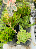 Succulent Combo – 6 Plants (₹350)