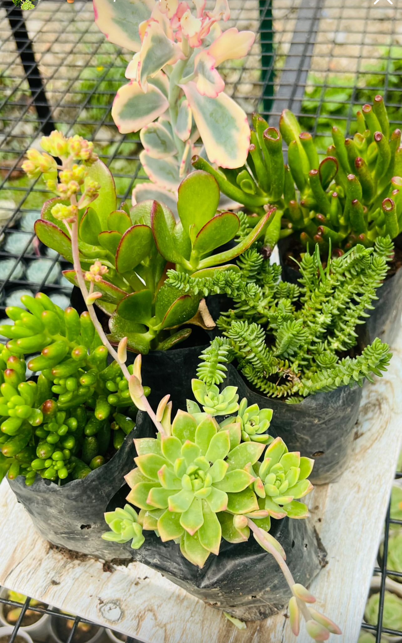 Succulent Combo – 6 Plants (₹350)