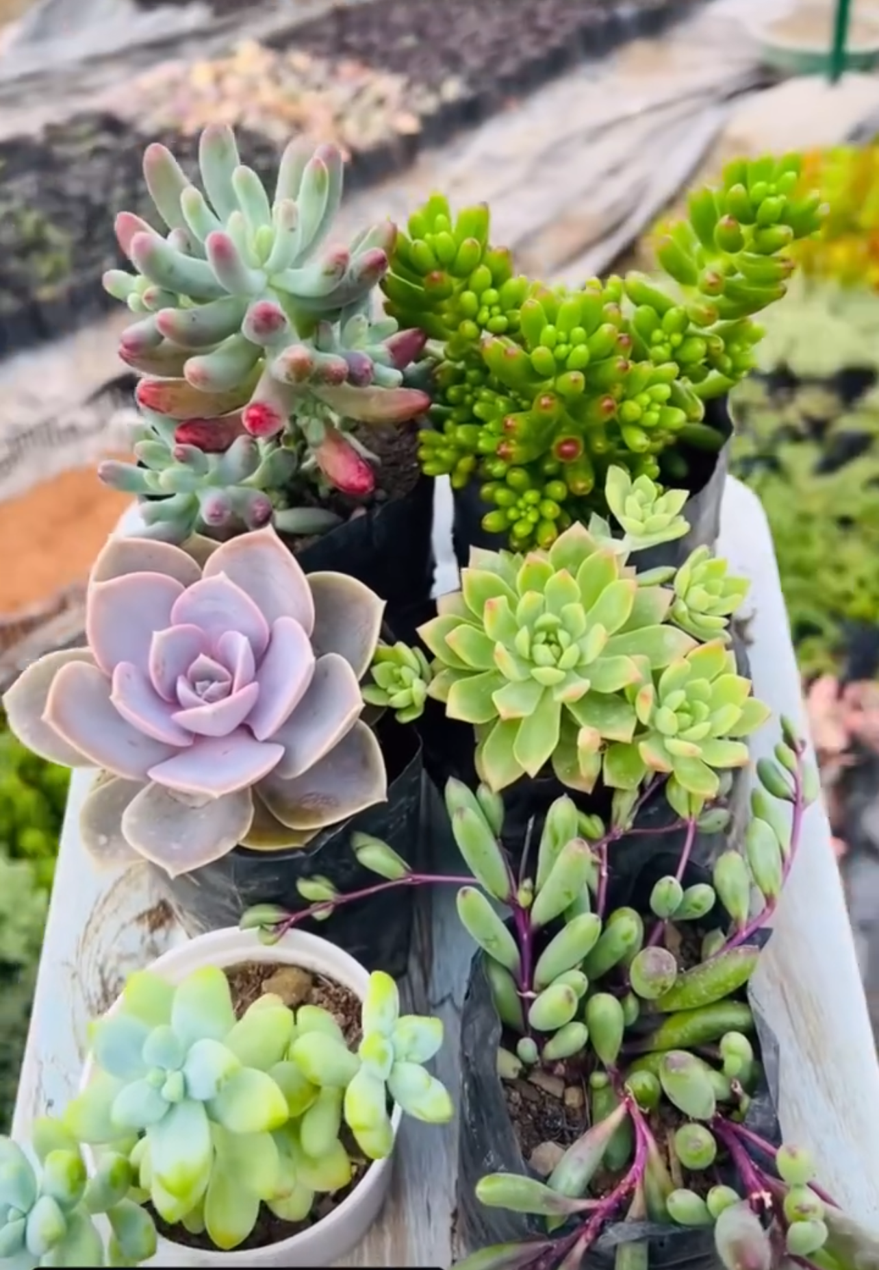 Succulent Combo – 6 Plants (₹400)
