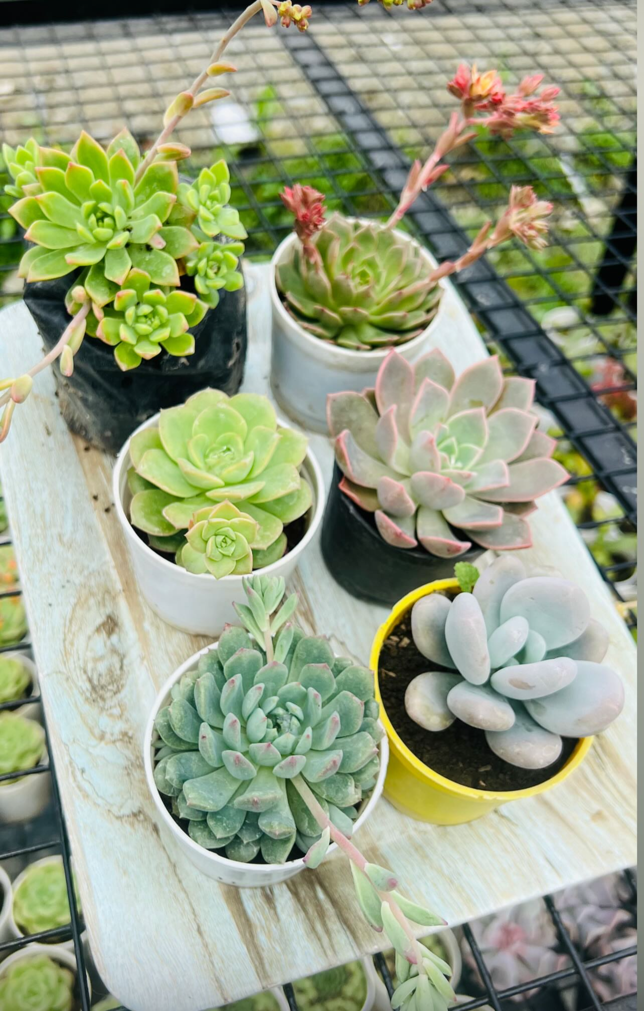 Succulent Combo – 6 Plants (₹400)