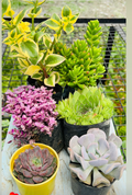 Succulent Combo – 6 Plants (₹400)