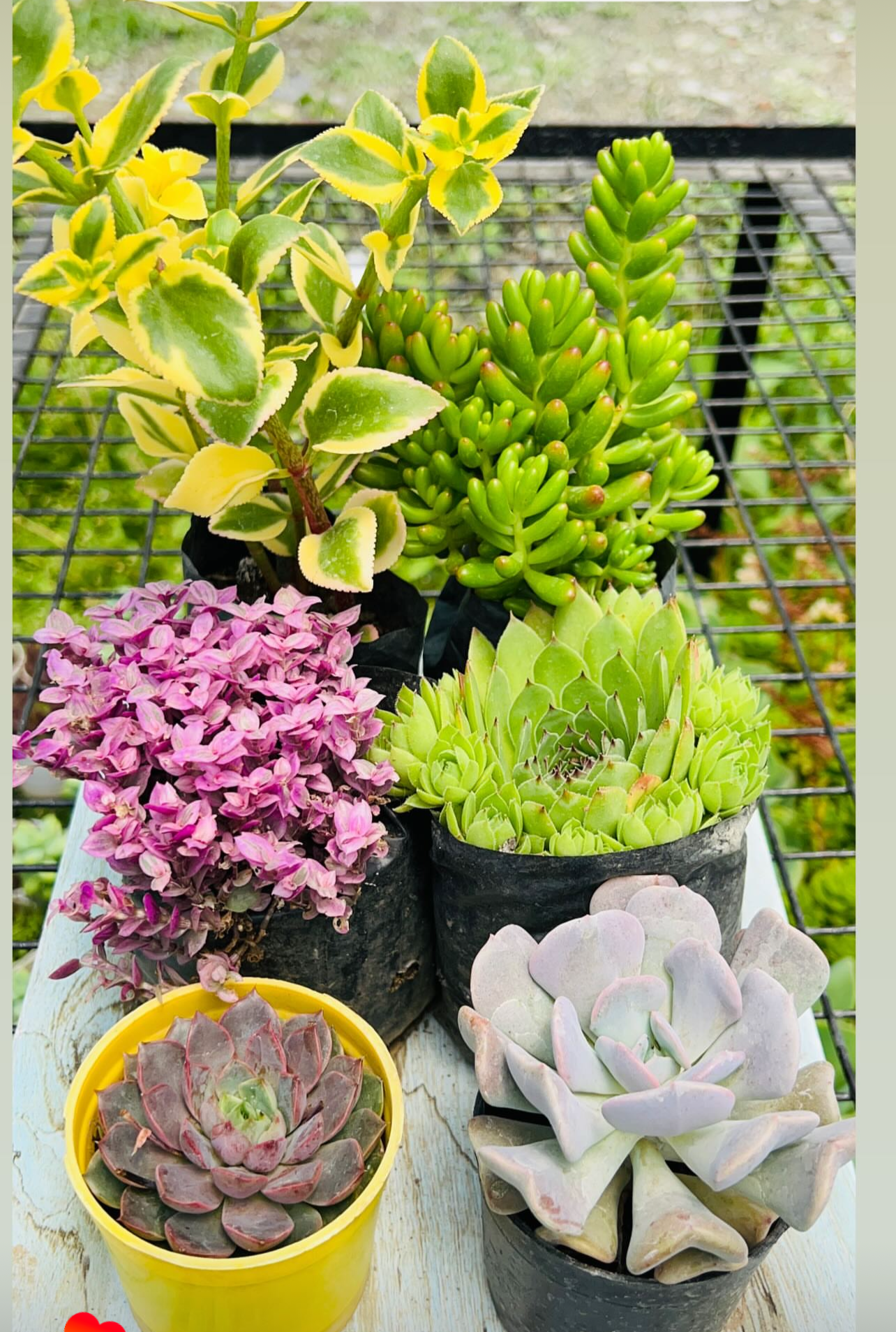 Succulent Combo – 6 Plants (₹400)