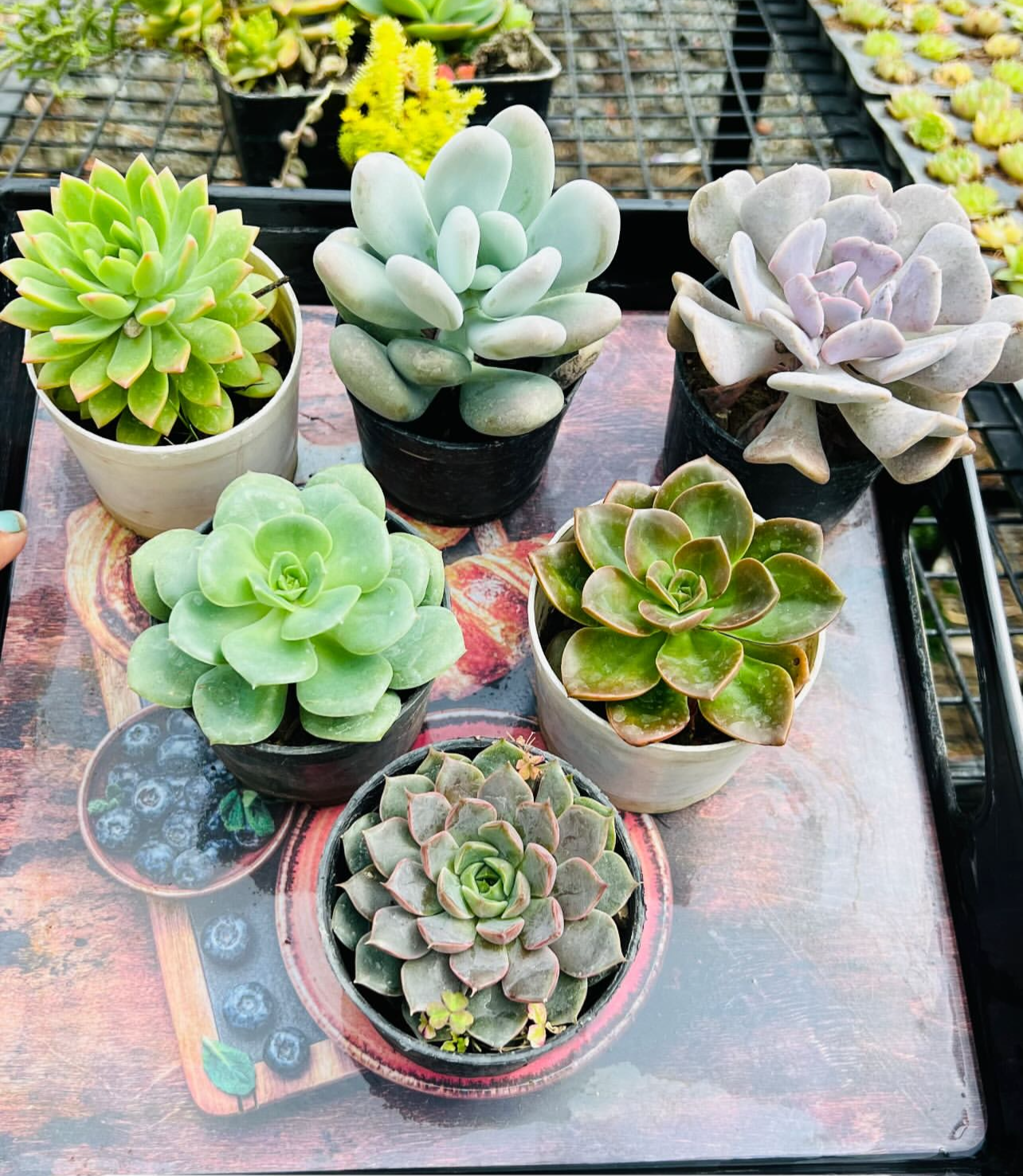 Echeveria Combo – 6 Plants (₹500)