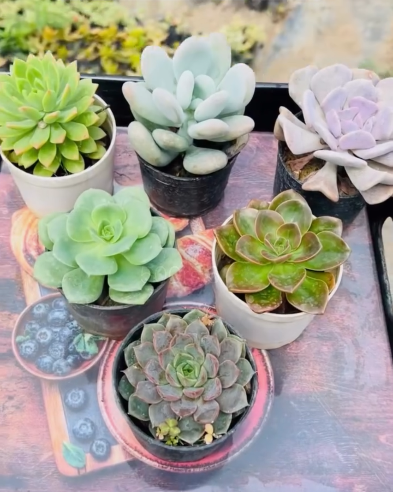 Echeveria Combo – 6 Plants (₹500)