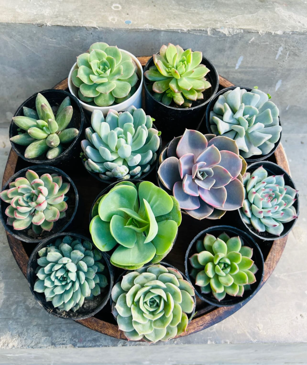 Succulent Combo – 12 Plants (₹1000)