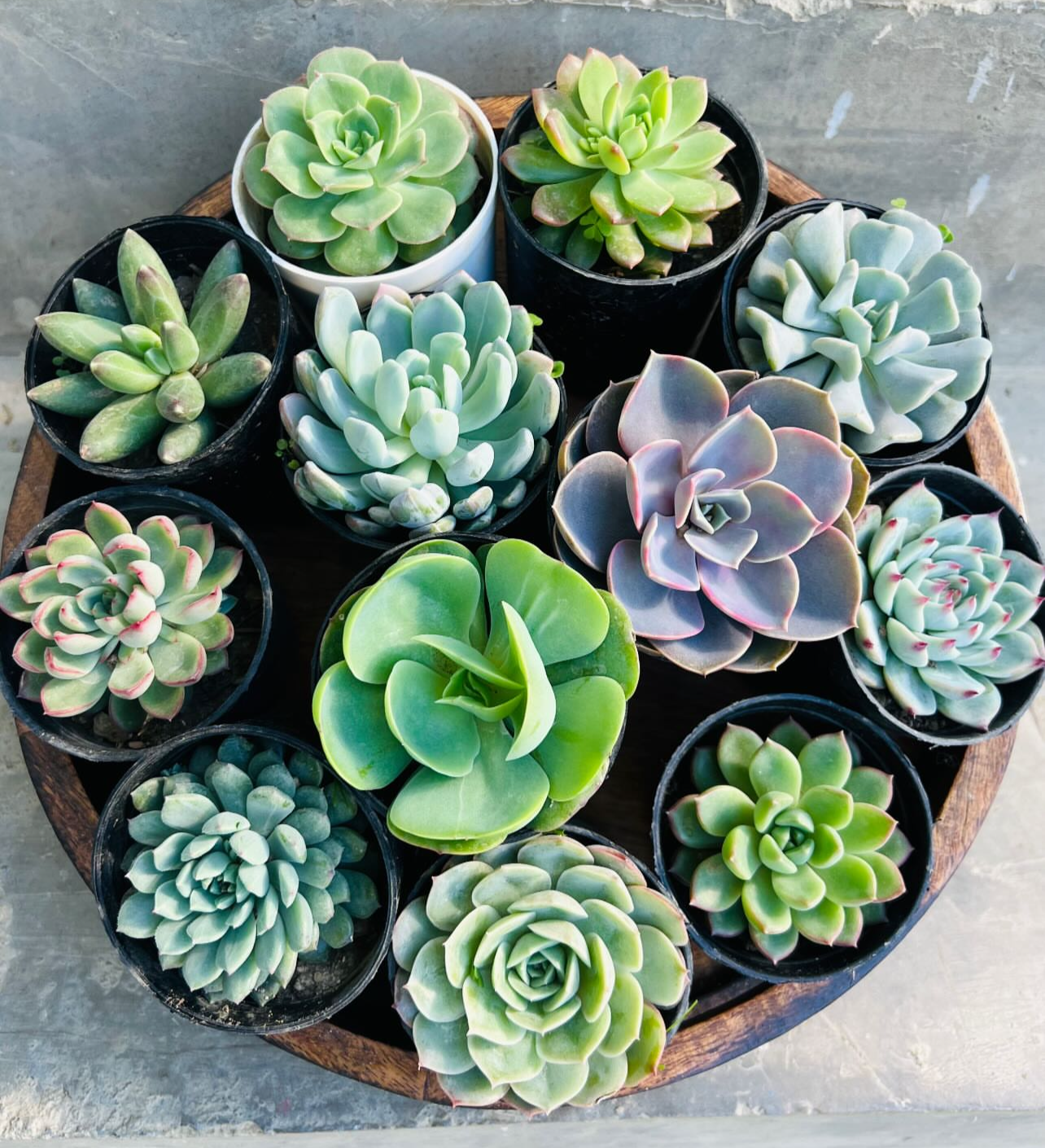 Succulent Combo – 12 Plants (₹1000)