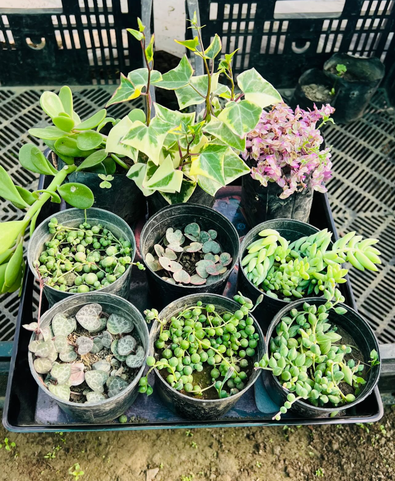 Hanging Plants Combo – 9 Plants (₹650)