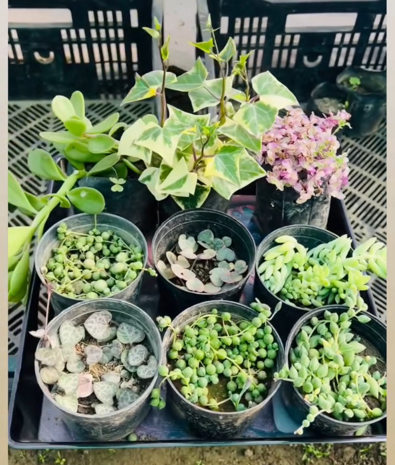 Hanging Plants Combo – 9 Plants (₹650)