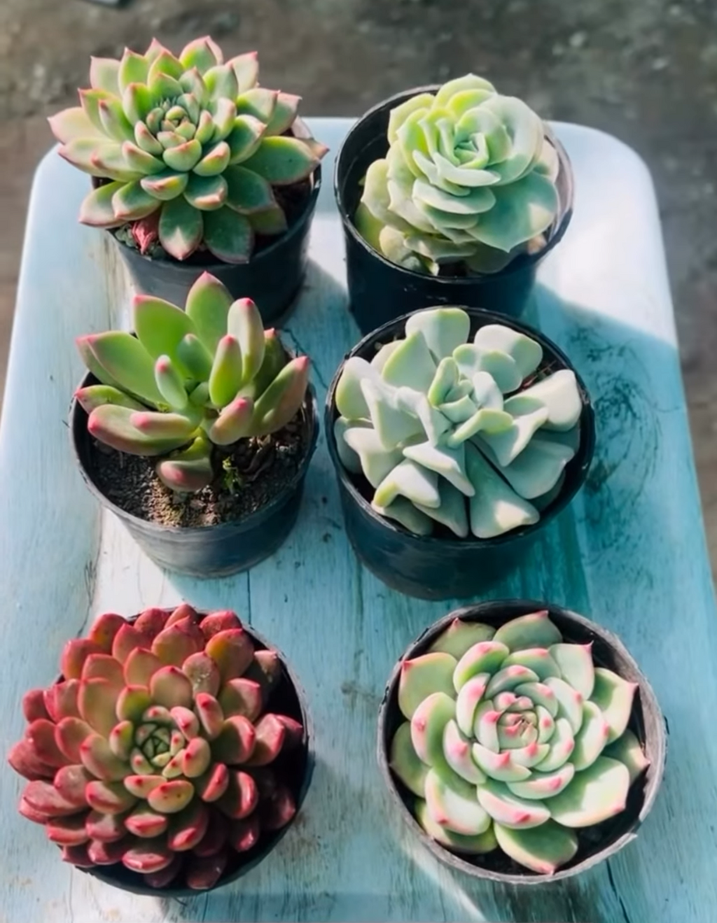 Echeveria Combo – 6 Potted Plants (₹500)