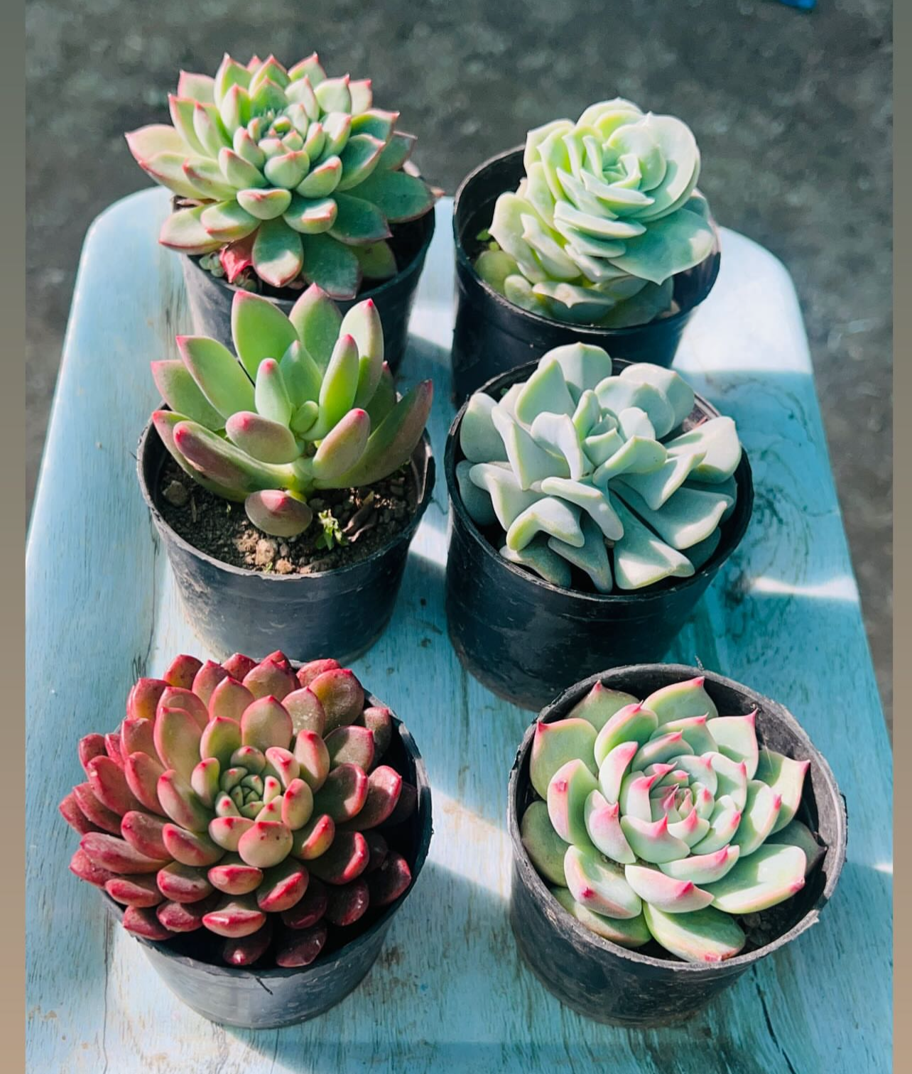 Echeveria Combo – 6 Potted Plants (₹500)