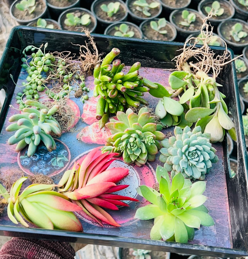 Succulent Combo – 8 Bare Root Plants (₹500)