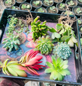 Succulent Combo – 8 Bare Root Plants (₹500)