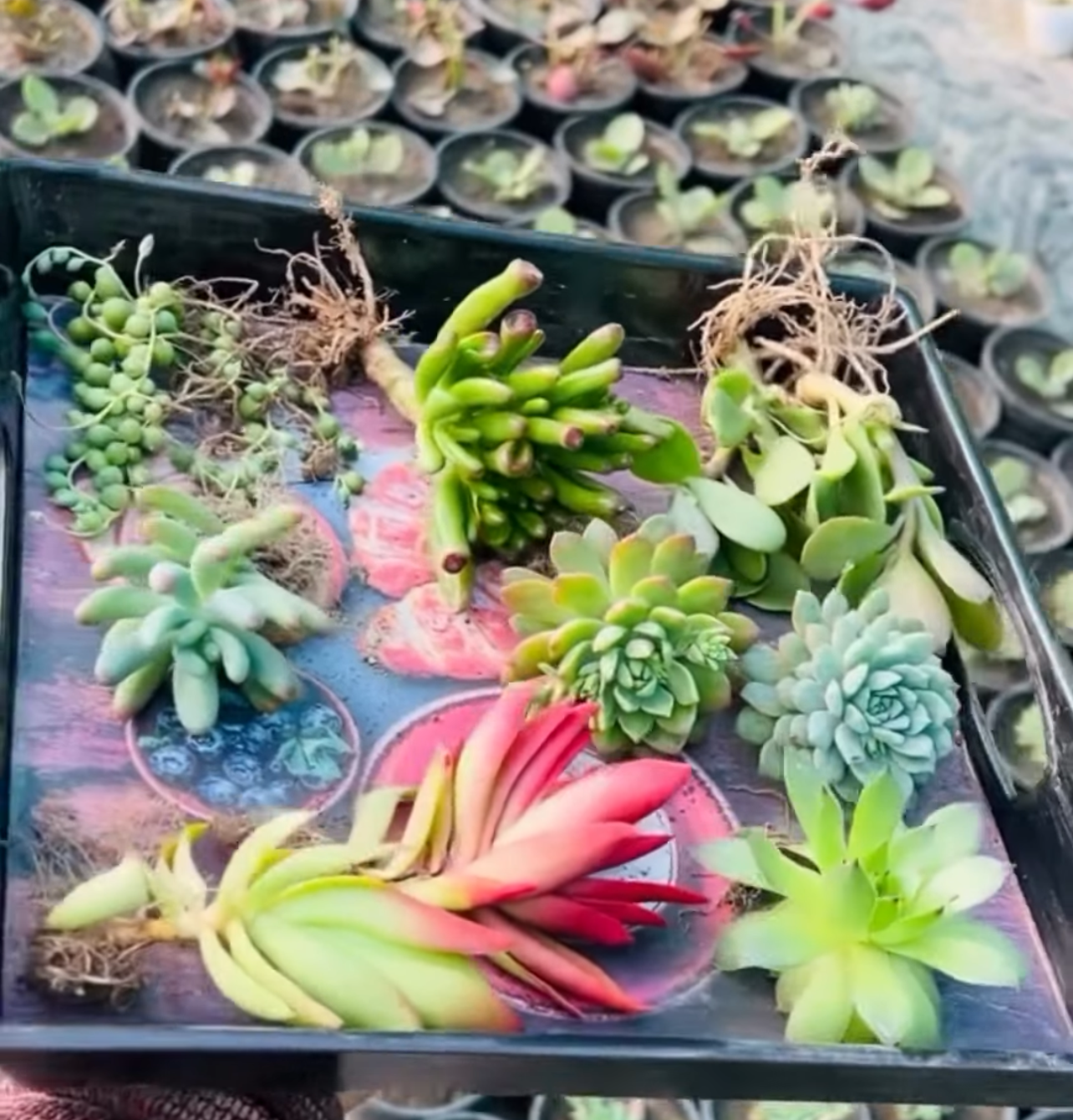 Succulent Combo – 8 Bare Root Plants (₹500)
