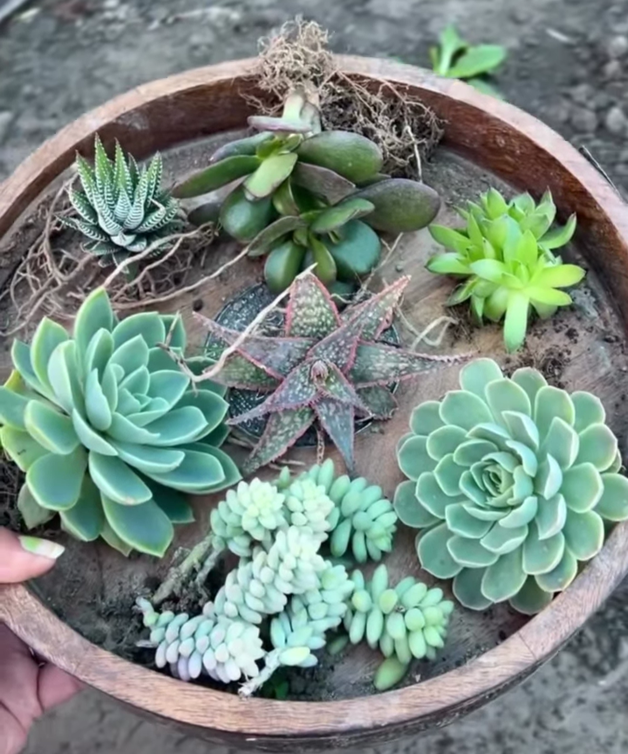 Green Succulent Bowl Combo – 7 Plants (₹600)