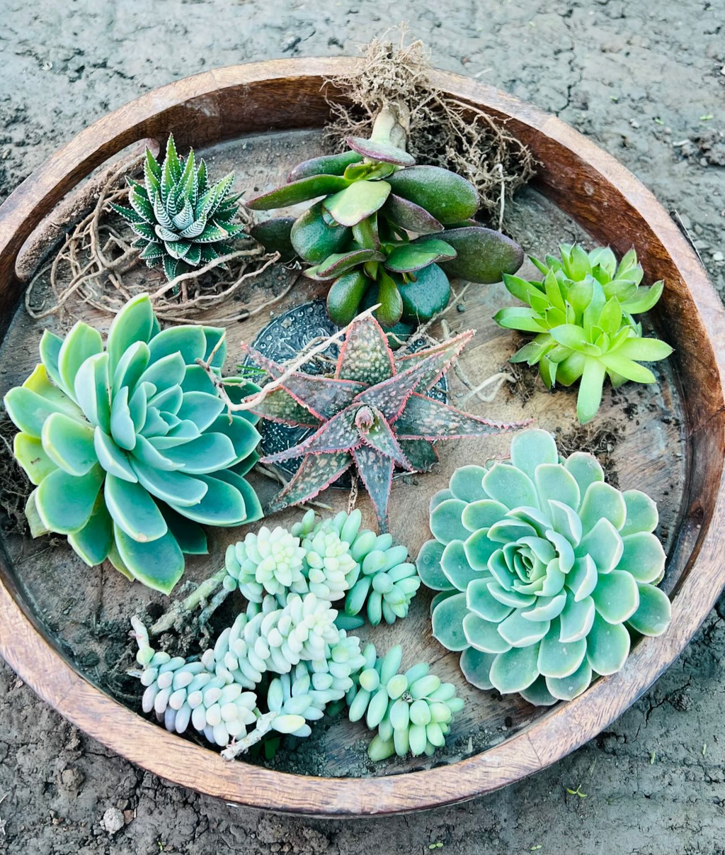 Green Succulent Bowl Combo – 7 Plants (₹600)