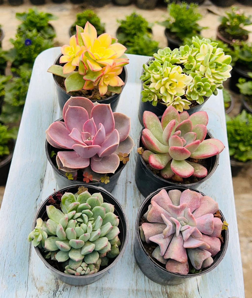 Colourful Echeveria Combo – 6 Potted Plants (₹500)