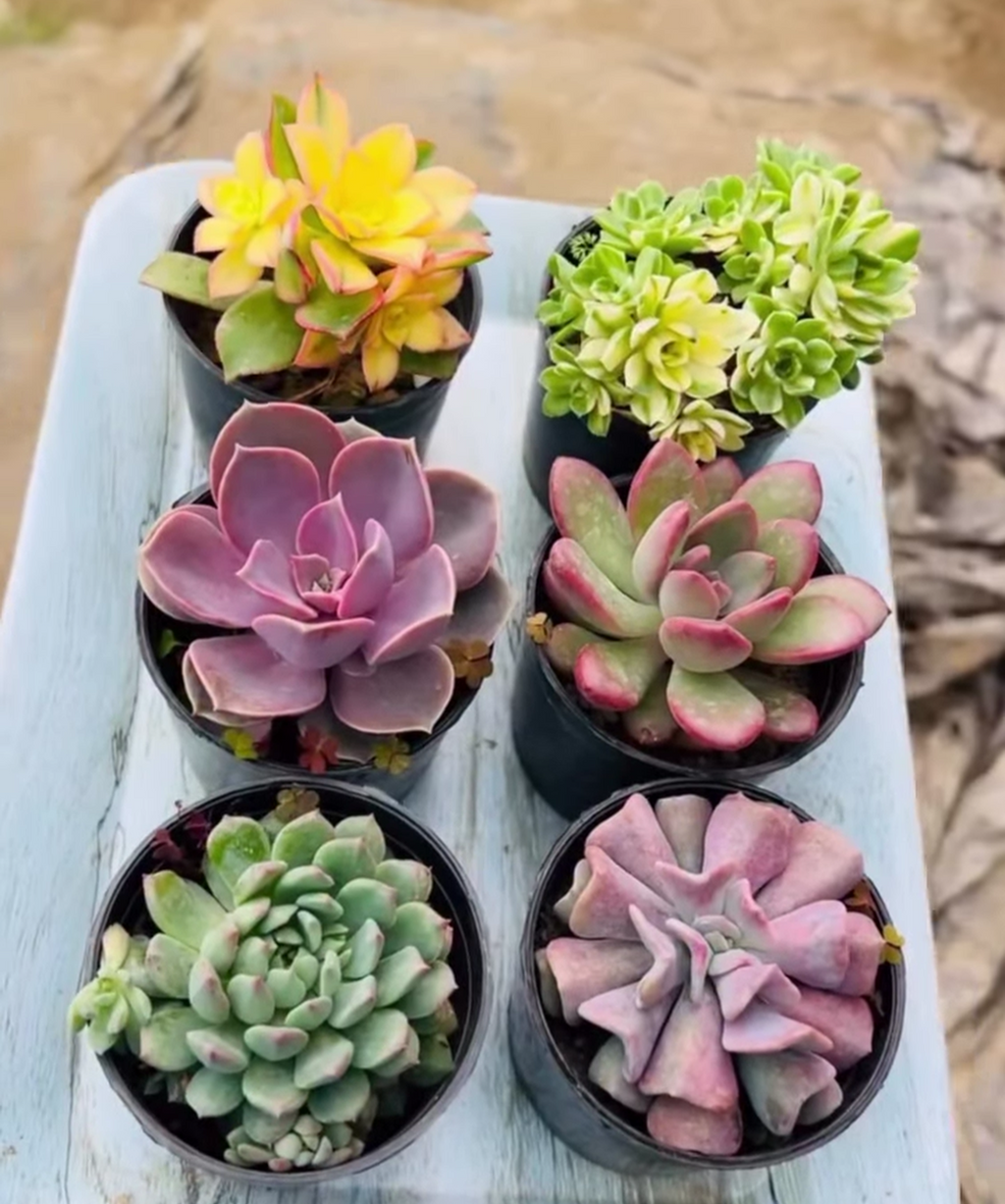 Colourful Echeveria Combo – 6 Potted Plants (₹500)