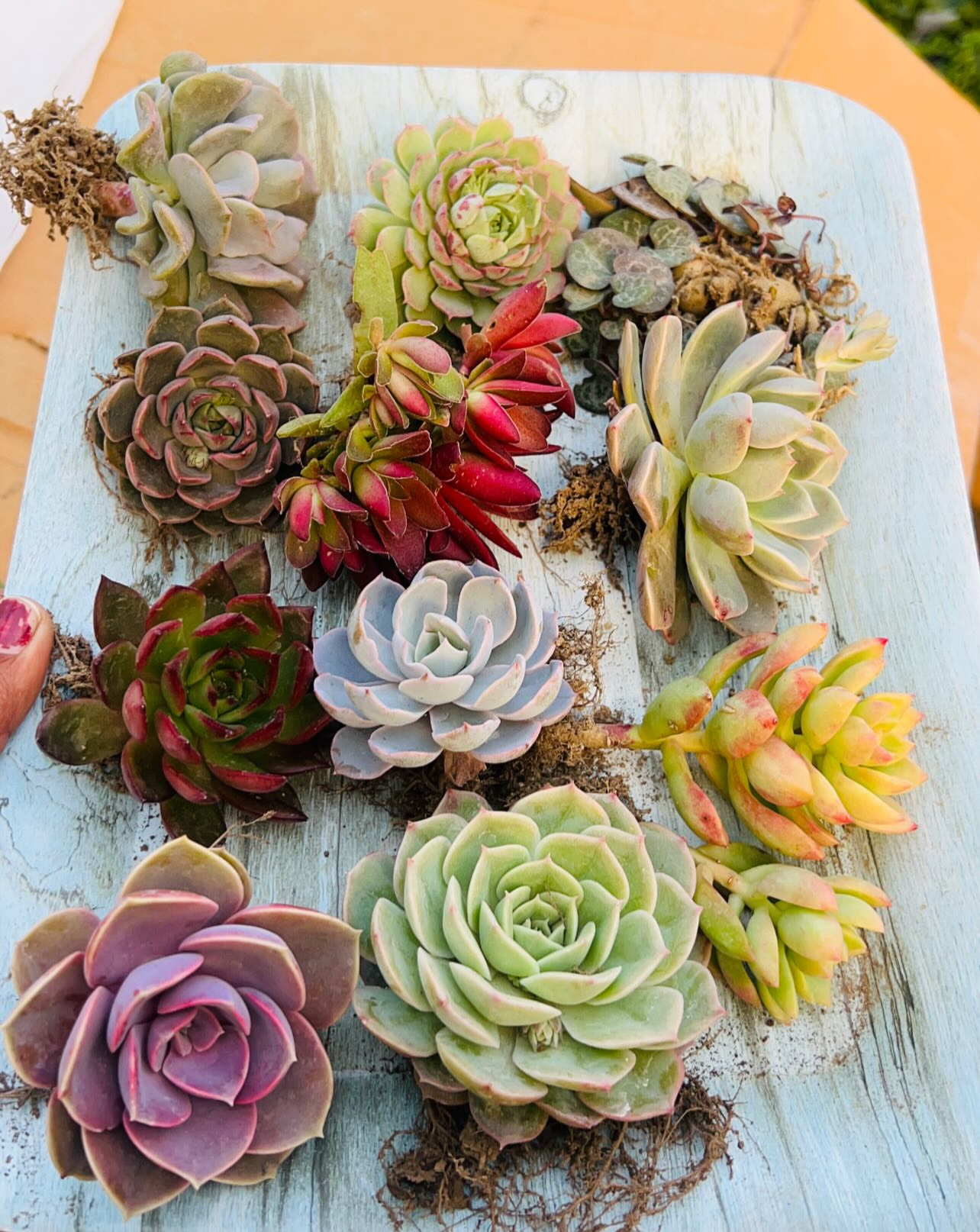 Premium Succulent Board Combo – 11 Plants (₹950)
