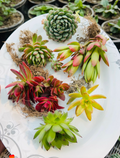 Succulent Combo of 6 – Mixed Variety Collection (Assorted Plants)