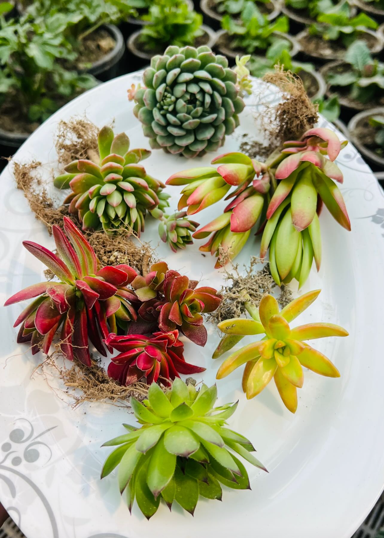 Succulent Combo of 6 – Mixed Variety Collection (Assorted Plants)