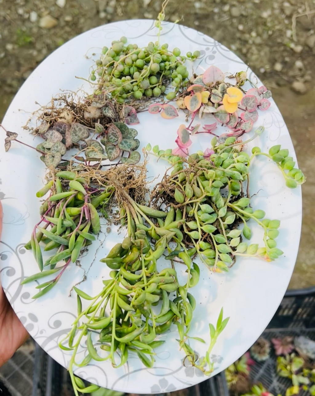 Hanging Succulents Combo of 6 – Trailing Variety Collection