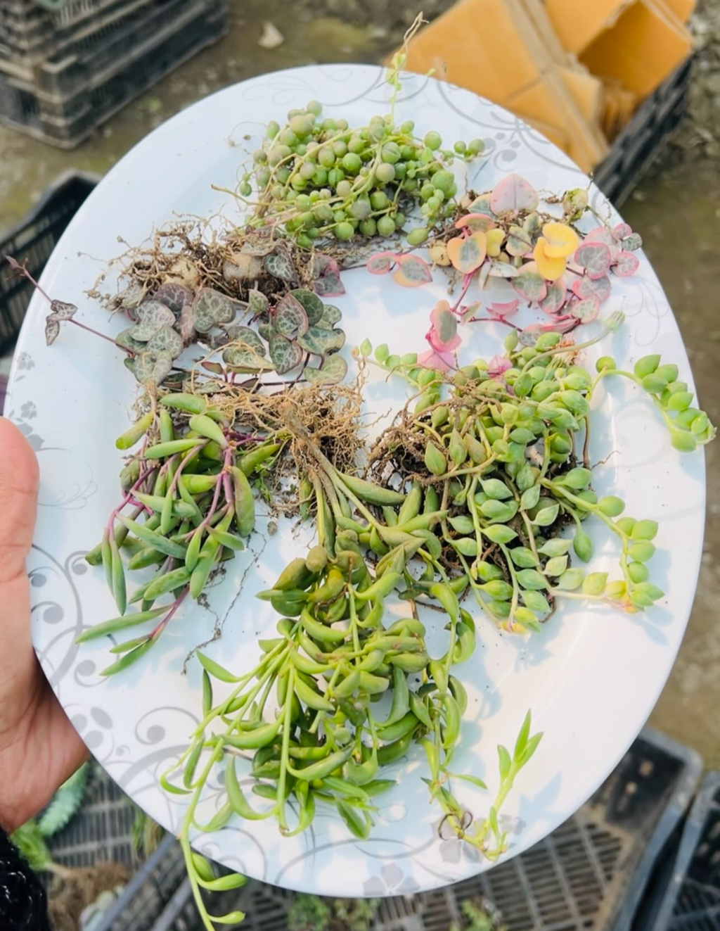 Hanging Succulents Combo of 6 – Trailing Variety Collection