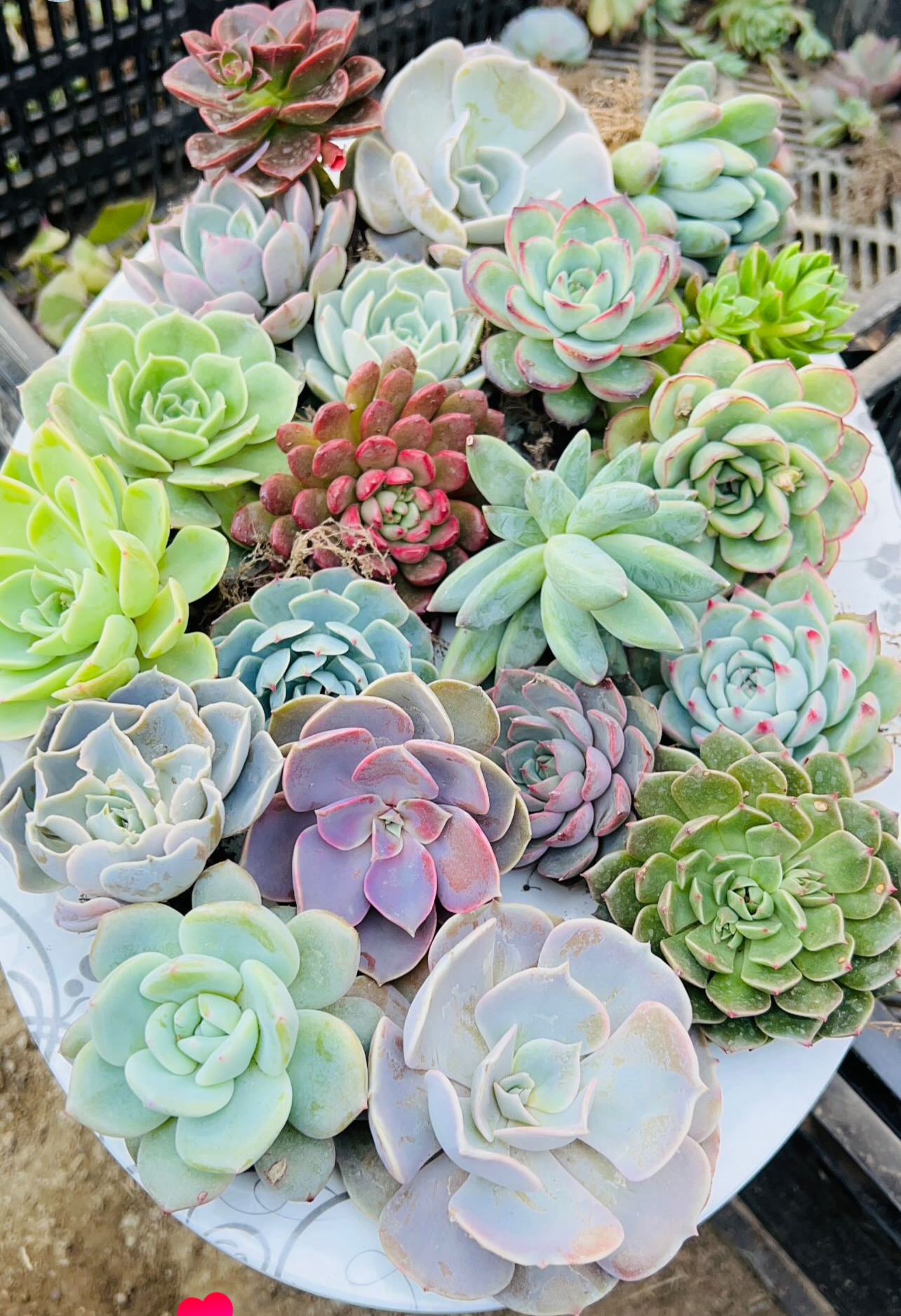 Combo of 20 Succulents – Assorted Rare Mix