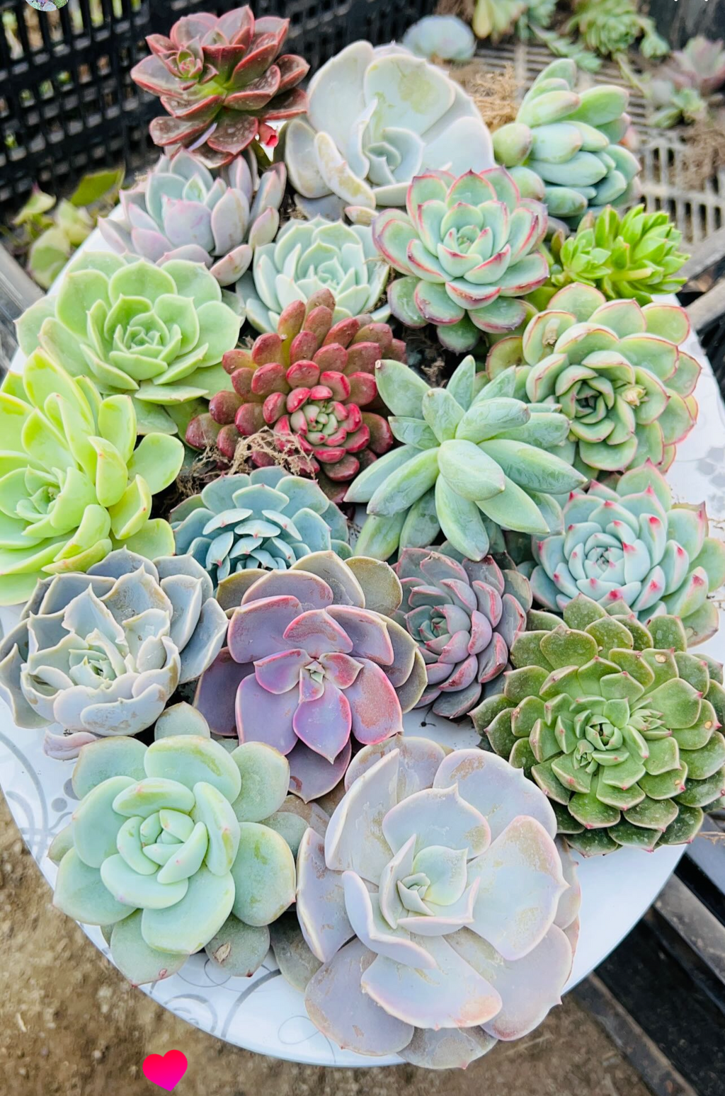 Combo of 20 Succulents – Assorted Rare Mix