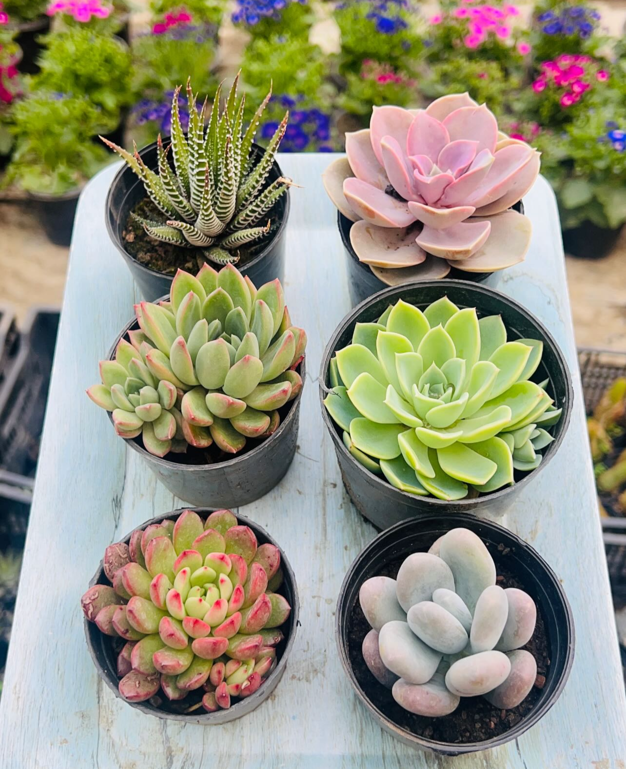 Combo of 6 Succulents – Assorted Rare Mix