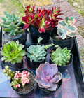 Combo of 8 Succulents – Assorted Rare Mix
