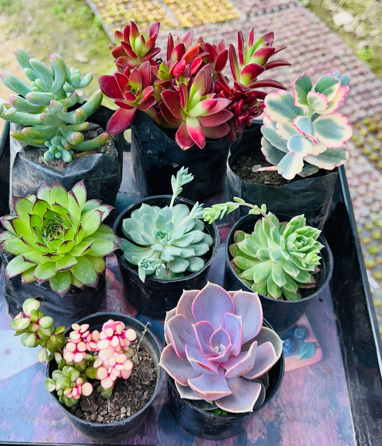 Combo of 8 Succulents – Assorted Rare Mix