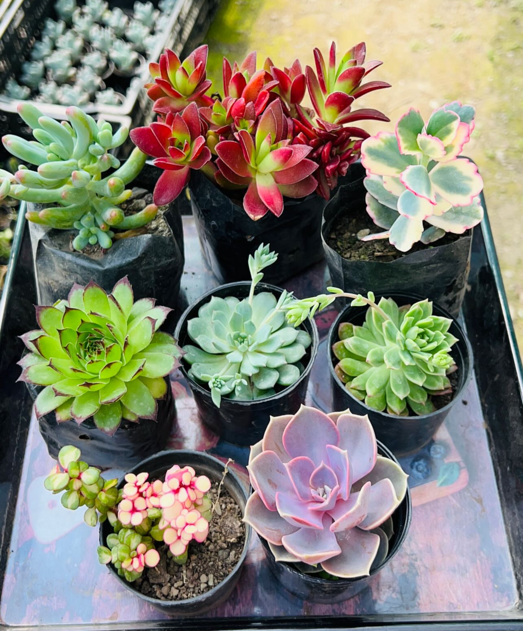 Combo of 8 Succulents – Assorted Rare Mix