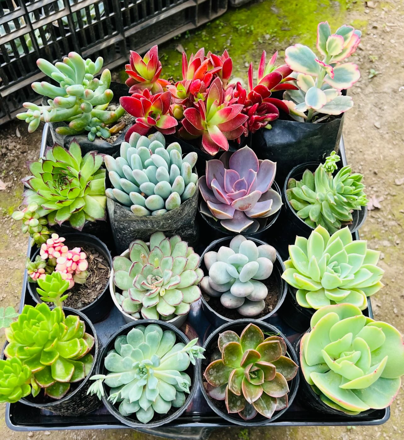 Combo of 15 Succulents – Assorted Rare Mix